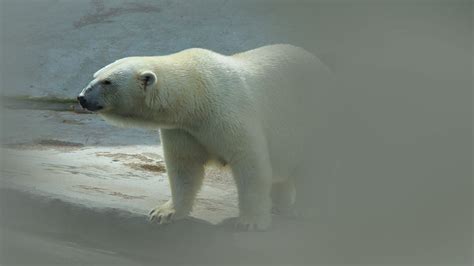 rüyada kutup ayısı görmek diyanet